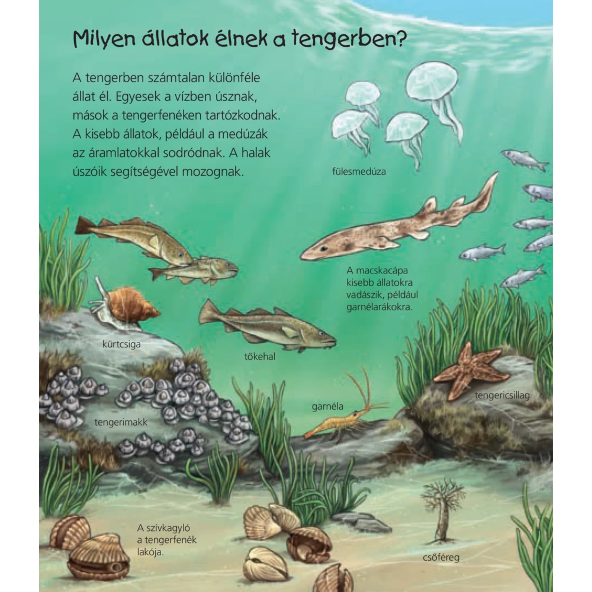 A képen egy ismeretterjesztő gyermekkönyv oldala látható, amely a tengeri élővilágot mutatja be. Az illusztráción különböző tengeri állatok szerepelnek, például fülesmedúza, macskacápa, tőkehal, garnéla, tengeri csillag, tengeri kagylók és csőféreg. A szöveg érdekességeket mesél a vízben úszó és a tengerfenéken élő állatokról, valamint azok mozgásáról és életmódjáról.
