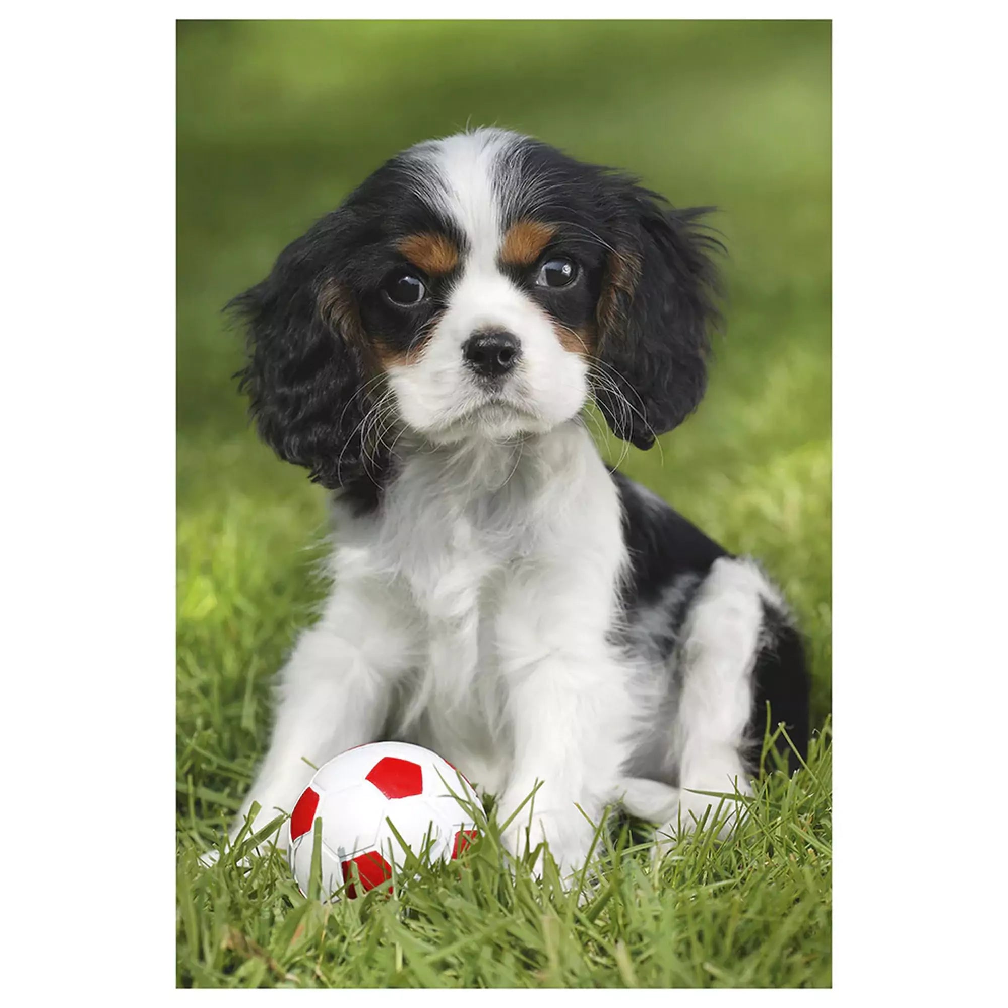 „Puzzle Schmidt, Aranyos állatkáim – fekete-fehér kölyökkutya piros-fehér labdával zöld fűben, az egyik kirakó képe a szettből.”