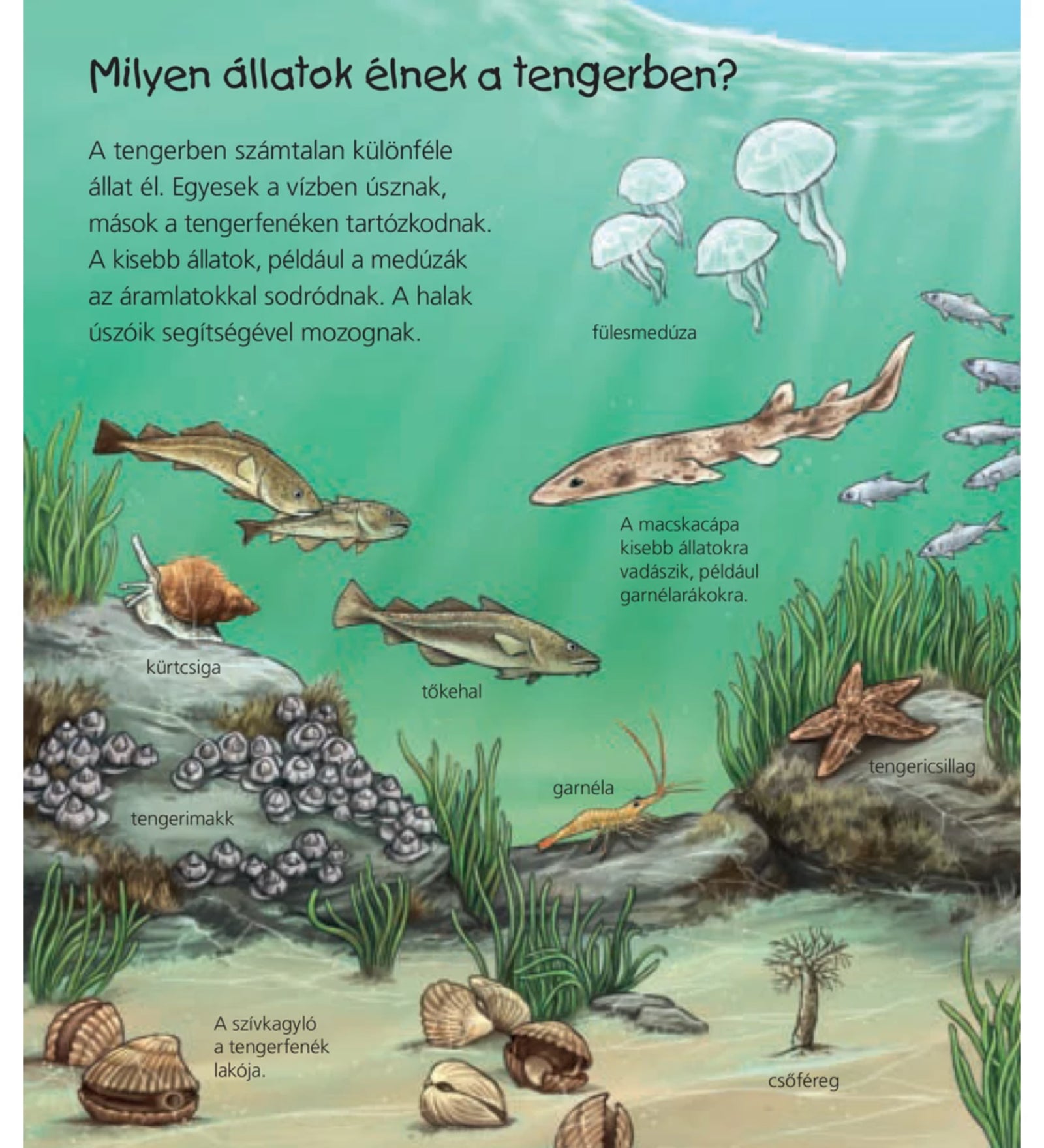 A képen egy ismeretterjesztő gyermekkönyv oldala látható, amely a tengeri élővilágot mutatja be. Az illusztráción különböző tengeri állatok szerepelnek, például fülesmedúza, macskacápa, tőkehal, garnéla, tengeri csillag, tengeri kagylók és csőféreg. A szöveg érdekességeket mesél a vízben úszó és a tengerfenéken élő állatokról, valamint azok mozgásáról és életmódjáról.