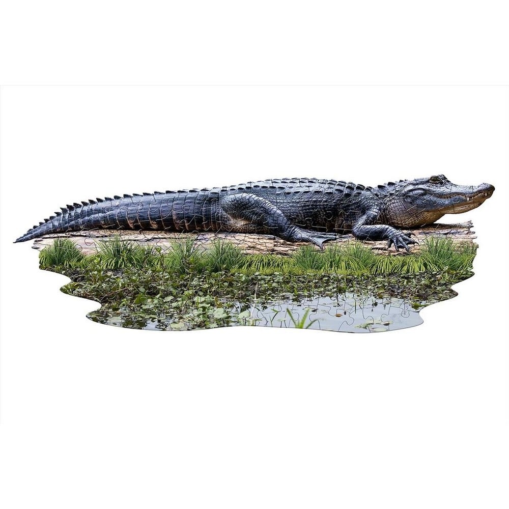 gator2-min.jpg