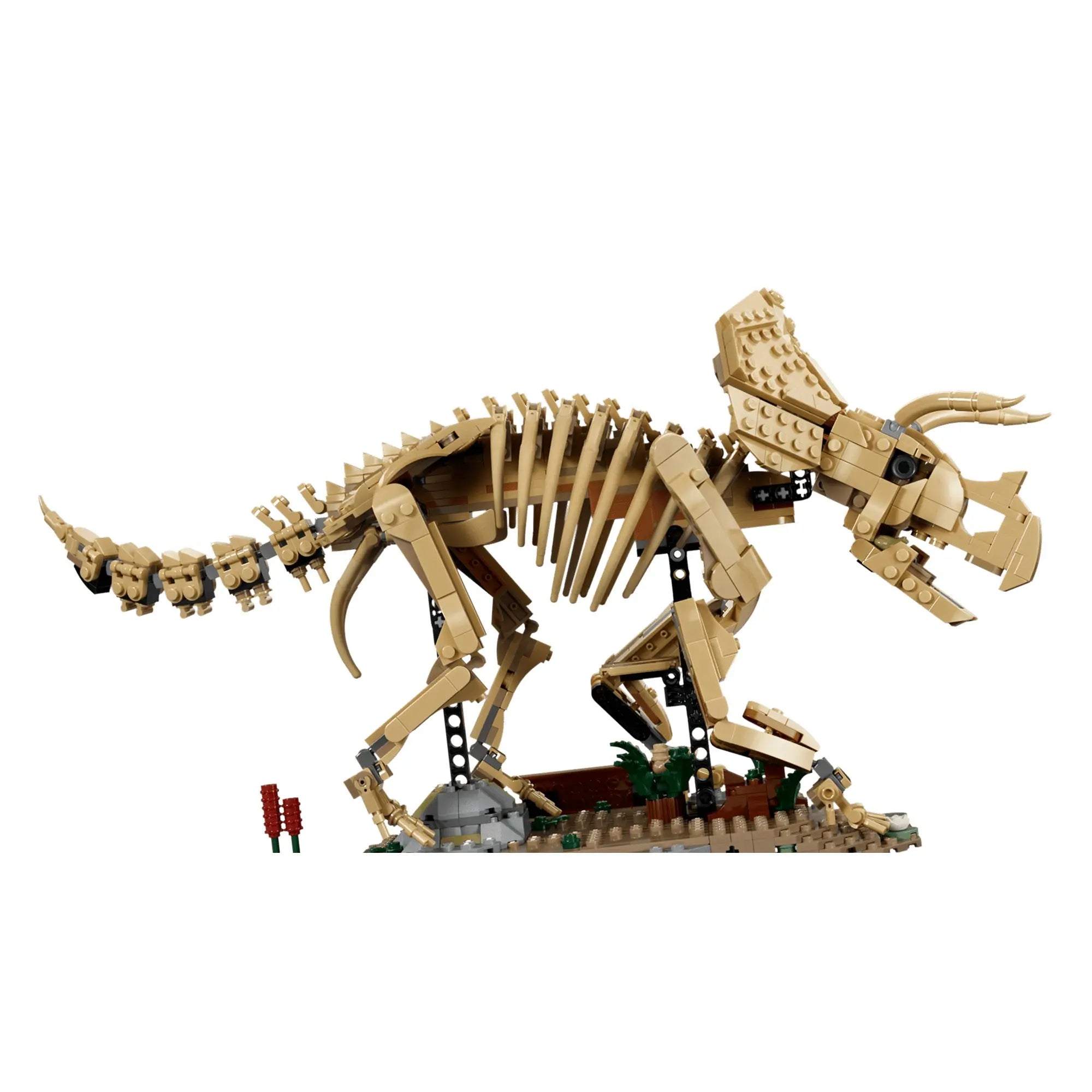 Oldalnézetből látható LEGO Triceratops fosszília modell mozgatható farokkal, csontvázzal és őskori növényeket ábrázoló talapzattal a Jurassic World sorozatból.